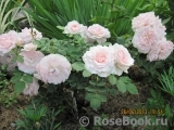 Morden Blush Morden Blush