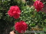 Morden Ruby Morden Ruby