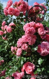 Rosarium Uetersen Rosarium Uetersen