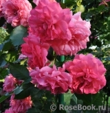 Rosarium Uetersen Rosarium Uetersen