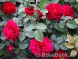 Darcey Bussell Darcey Bussell