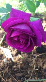 Parfum de Reve Parfum de Reve