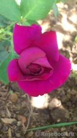 Parfum de Reve Parfum de Reve