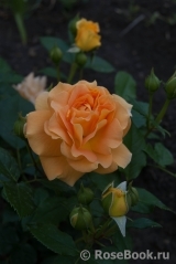 Goldelse Goldelse