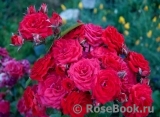 Baby Baccara ® Baby Baccara ®