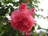 Rosarium Uetersen Rosarium Uetersen