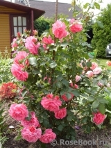 Rosarium Uetersen Rosarium Uetersen