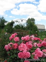 Rosarium Uetersen Rosarium Uetersen