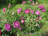 Belle de Crecy