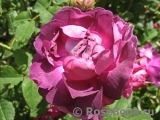 Belle de Crecy