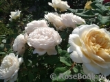 Crocus Rose® Crocus Rose®