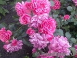Rosarium Uetersen Rosarium Uetersen