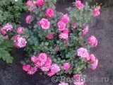 Rosarium Uetersen Rosarium Uetersen