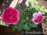Decor Rose Decor Rose
