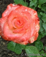 Blush Blush