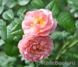 Strawberry Hill Strawberry Hill