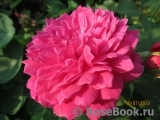 Sophy’s Rose Sophy’s Rose