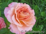 Augusta Luise Augusta Luise