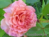 Augusta Luise Augusta Luise