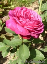Heidi Klum Rose Heidi Klum Rose
