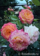 Gartenspass ® Gartenspass ®