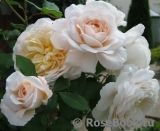 Crocus Rose® Crocus Rose®
