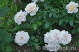 Lions Rose Lions Rose