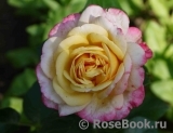 Kordes’ Jubilee Kordes’ Jubilee