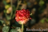 Spanish Dancer Spanish Dancer