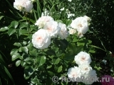 Great North Eastern Rose Great North Eastern Rose