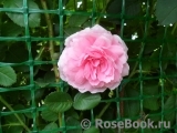 Ispahan Ispahan