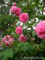 Ispahan Ispahan