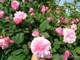 Ispahan Ispahan