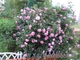 Ispahan Ispahan