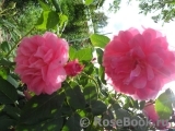 Ispahan Ispahan
