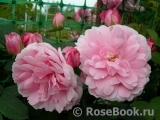 Ispahan Ispahan