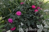 Rose de Rescht Rose de Rescht