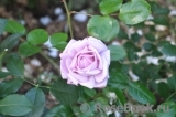 La Rose du Petit Prince La Rose du Petit Prince