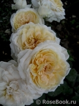 Lions Rose Lions Rose