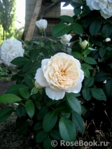 Lions Rose Lions Rose