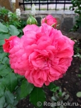 Rosarium Uetersen Rosarium Uetersen
