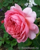 Princess Alexandra of Kent Princess Alexandra of Kent