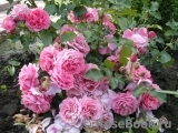Moin Moin Moin Moin