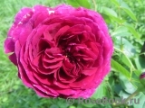 Falstaff® Falstaff®