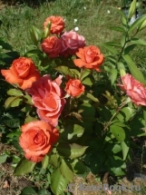Lady Rose Lady Rose