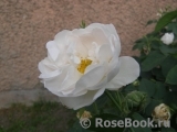 Alba Suaveolens Alba Suaveolens