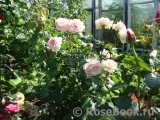 Johann Strauss Johann Strauss