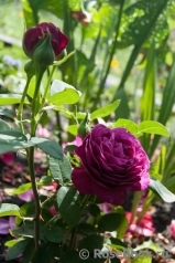 Heidi Klum Rose Heidi Klum Rose