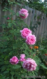 Mary Rose