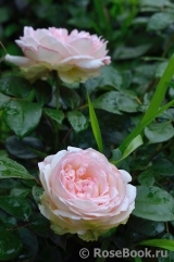 Biedermeier Biedermeier
